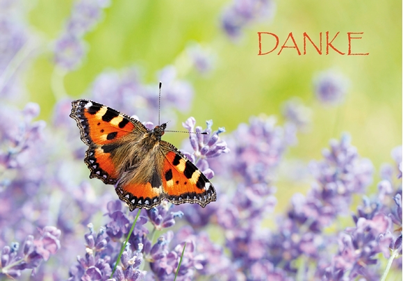 Bild von Dankeschön: Dank Schmetterling